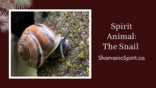 Animal Spirit Guide: The Snail (Shamanic Power Animal). Snail Symbolism