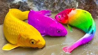 ASMR Stop Motion Cooking Spotted Octopus, Yellow Catfish, Colorful Fish Funny Video