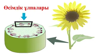 3-сабақ Өсімдік ұлпалары