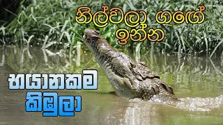 නිල්වලා ගගේ ඉන්න භයානකම කිඹුලා