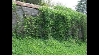 Amazing Idea  way to get rid of invasive Vines in hours.