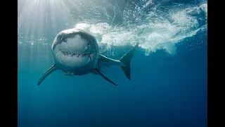 Great White Sightings Are Up — But You Can Avoid A Shark Attack With