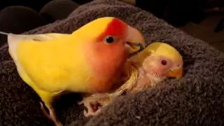 Chicken Little singing preening protecting her baby Lutino peach faced lovebird sibling Agapornis