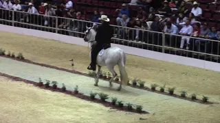 PONCE INTERNACIONAL - GRAN CAMPEONATO YEGUAS PASO FINO