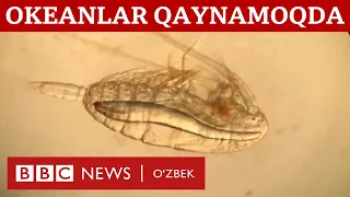 Океанлар қайнай бошладими - келажак нима бўлади? BBC News O'zbek