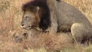 Mating Lions