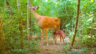 I Put a TRAIL CAMERA in the Woods for 70 Days, Here’s What Happened…