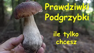 Prawdziwki, podgrzybki. Ile tylko chcesz!