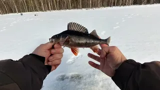 Отличная весенняя рыбалка