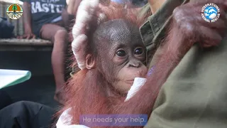 Little Aben the Baby Orangutan NEEDS HELP!