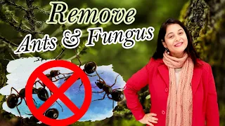 Remove Ants and Remove Fungus from plants | Best fungicide plants I  दालचीनी के फायदे I #gardening