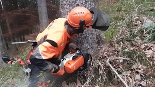 Těžba dřeva/wood cutting (STIHL MS 462) 5-2020