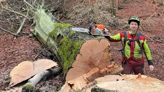 Kácení 12 m³ buku v havarijním stavu 🌳 Stihl ms 462 a 45cm lišta