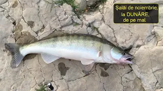 Pescuit la salau pe Dunare Noiembrie 2020