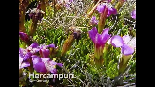 Plantas Medicinales del Perú