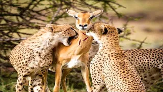 Хищники в деле / Антилопа вовремя успела на защиту детеныша от гепардов!