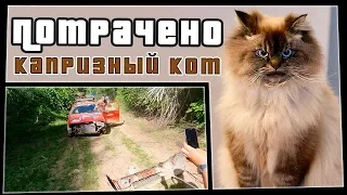 Капризный кот | ПОТРАЧЕНО