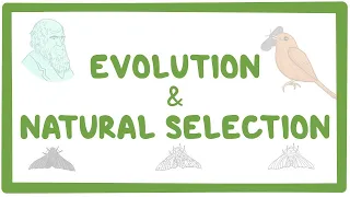 EVOLUTION BY NATURAL SELECTION GRADE 12 LIFE SCIENCES: : thundereduc by M.SAIDI