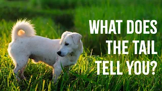 Dog Tail Wags: Understanding Dog Body Language