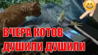 МЫ ВЧЕРА КОТОВ ДУШИЛИ ДУШИЛИ CAT AND PARROT