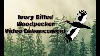 Ivory-Billed Woodpecker Video | Enhancement