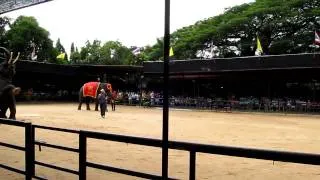 IOI 2011 - The Elephant Show - Darts