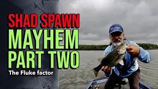 Shad Spawn Mayhem Part Two #lakelanierfishing2024 #bassfishing