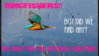 Kingfishers the search for the mythical creature!
