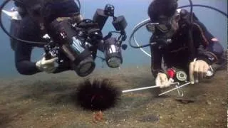 Muck Diving Tips