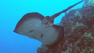 Cocos Island - June 2019