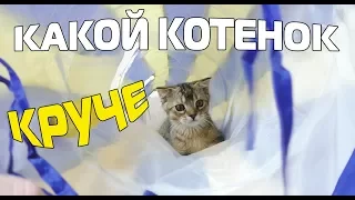 КОТЁНОК СЛАДУН vs ЧЕРНОРЫЖ | КТО КРУЧЕ??? | КОТОФИЗКУЛЬТУРА