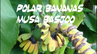 Polar Bananas Musa Basjoo Episode 22 Hyperborean Bananas