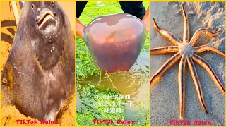 Theo Chân Ngư Dân Trung Quốc Bắt Hải Sản 🦐 🦀🐟| Tik Tok Douyin | Amazing Catching Sea Creatures(P12)