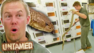 Rookie Forced To Milk World's Biggest Venomous Snake! | The Wild Life of Tim Faulkner Clips| Untamed