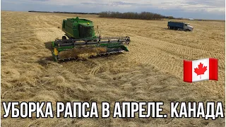 #110. УБОРКА РАПСА 2019 в Мае 2020. Альберта, Канада. MY AGRO CANADA. #MYAGROTOURS