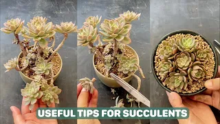 Helpful Tips for Succulents | #succulents #suculentas