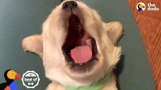 Animals Yawning Is So Soothing To Watch | The Dodo