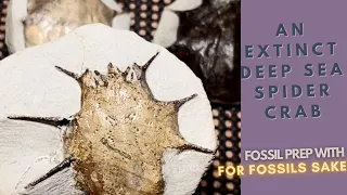 FOSSIL PREP | EXTINCT SPECIES OF CRAB