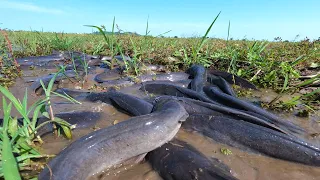 amazing fishing! catch catfish a lots in under grass at field catch by hand a fisherman