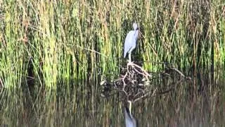 Little Blue Heron preening