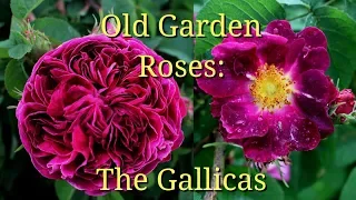 Old Garden Roses: The Gallicas