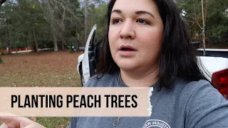 Planting Peach Trees with Ellen White Method || Planting by the Blueprint