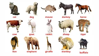 Animals Vocabulary in English