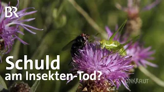 Insekten-Tod: Welche Rolle spielt die Landwirtschaft? | UNKRAUT