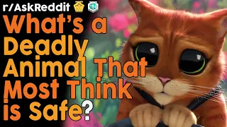 What's a Deadly Animal That Most Think is Harmless? (r/AskReddit Top Posts | Reddit Bites)