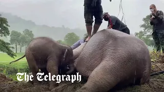 Mother and baby elephant rescued from golf course drain in Thailand