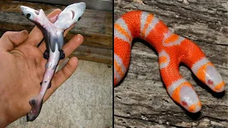 Top 10 Weird Two Headed Animals