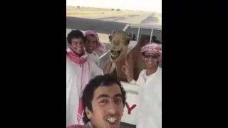 Верблюд смеется