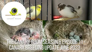 The Canary Room Season 6 Episode 11 - 2023 Breeding Season update