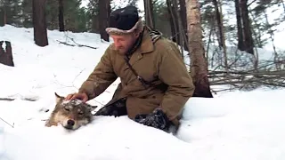 Мужчина, спасая волка из жуткой ловушки, заметил нечто, что помогло спасти более сотни хищников!